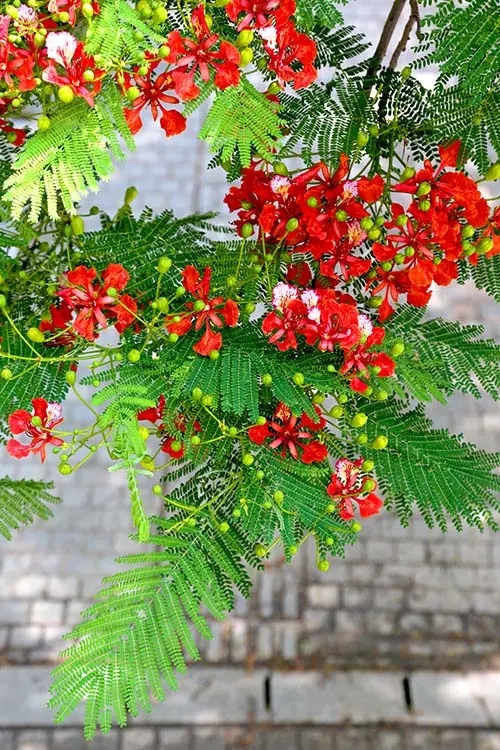 【凤凰】凤凰花开的鹭岛，一个追花的女子（散文）