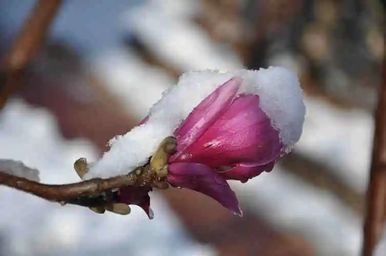 【文璞】春雪（外一首）