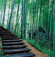 小竹林   （记叙文）