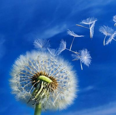 【丹枫】蒲公英的爱（散文）