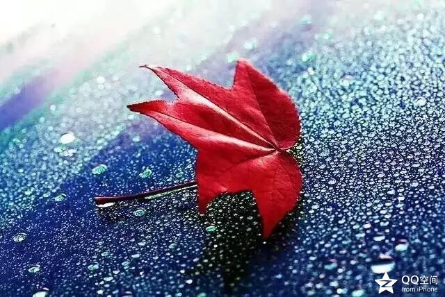 【雨墨】写给红叶 （诗歌）