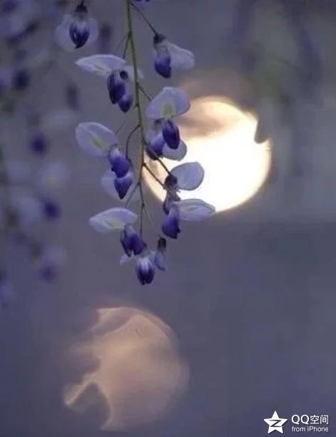 【雨墨】月光下的紫藤花（诗歌）