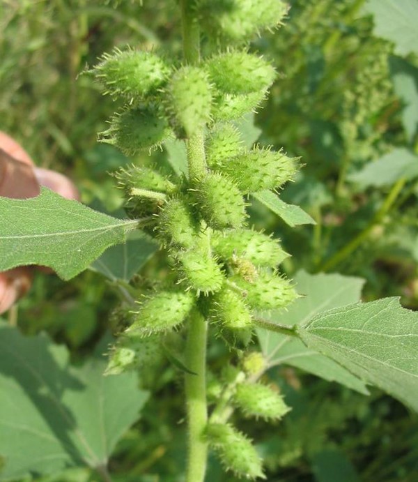 江南人生苍耳物语散文