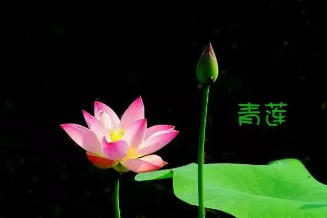 【江南】心有菩提，岁月静好（散文）