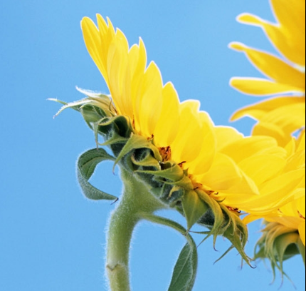 【荷塘“冬之恋曲”征文】 今非昔比 （诗歌）