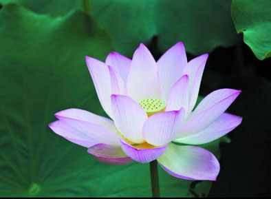 【星月忆】做一朵永不言败的清莲（散文）