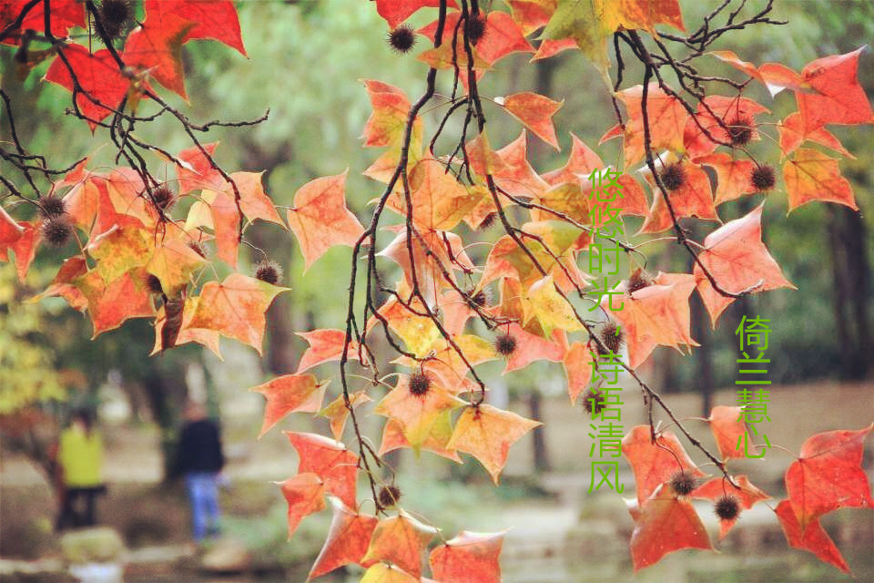 【天涯“纽薇兰蜂蜜杯”征文】悠悠时光，诗语清风（现代诗）