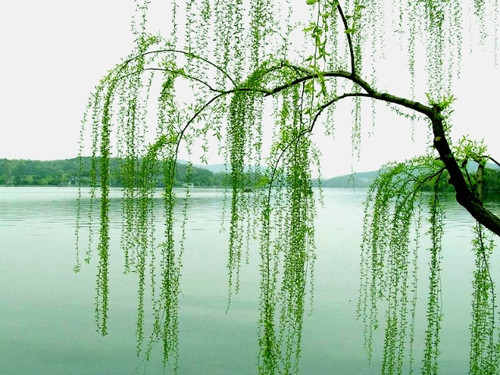【杨柳】每当这个时候（散文）