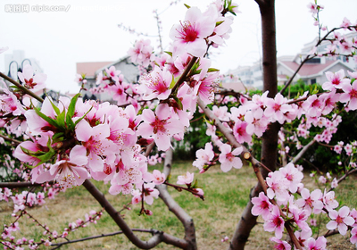 【轻舞】桃花朵朵开（小说）