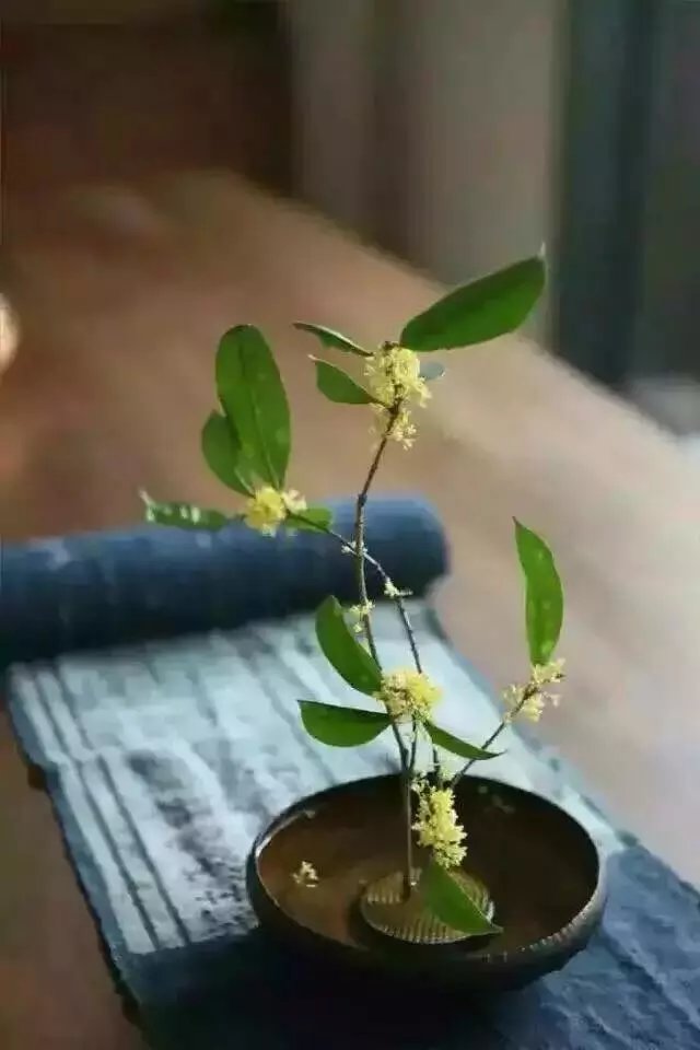 【荷塘】凉薄亦深情（散文）