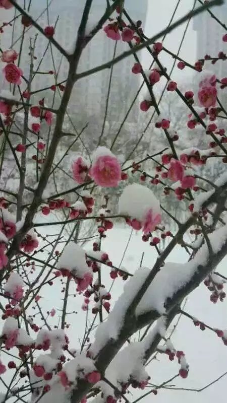 【渔舟】二月春雪作飞花（散文）