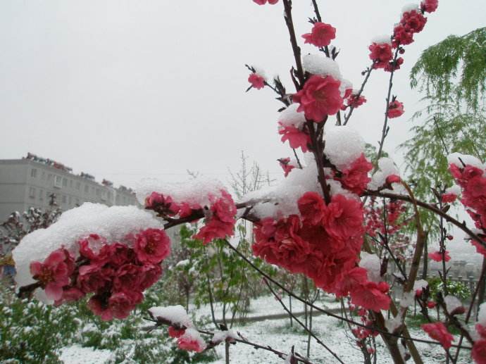 【天涯】迟来的雪（诗歌）
