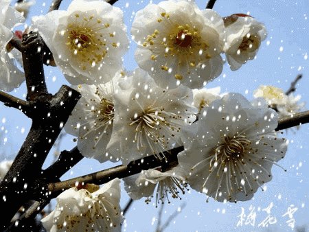梅红雪燃（古风）