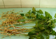 【荷塘  相约春天 征文】野菜飘香醉春风（散文）