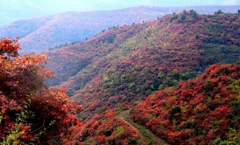 【荷塘】香山红叶燃山川（散文）