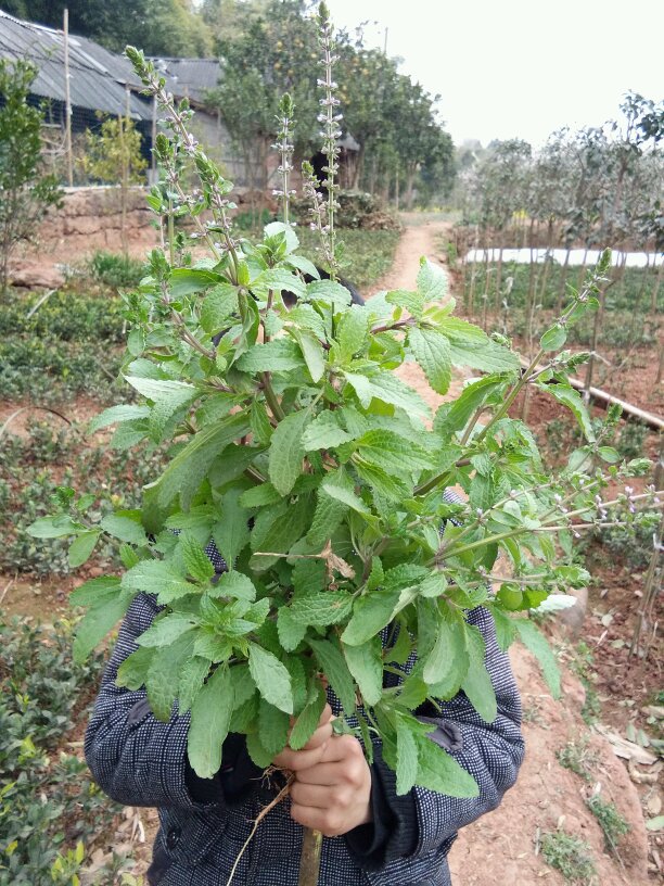【荷塘】赖格宝草散记（散文）