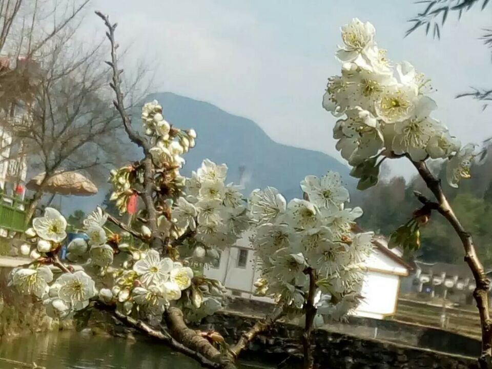 【菊韵】春天，种下梦想慰藉心灵（外一首）