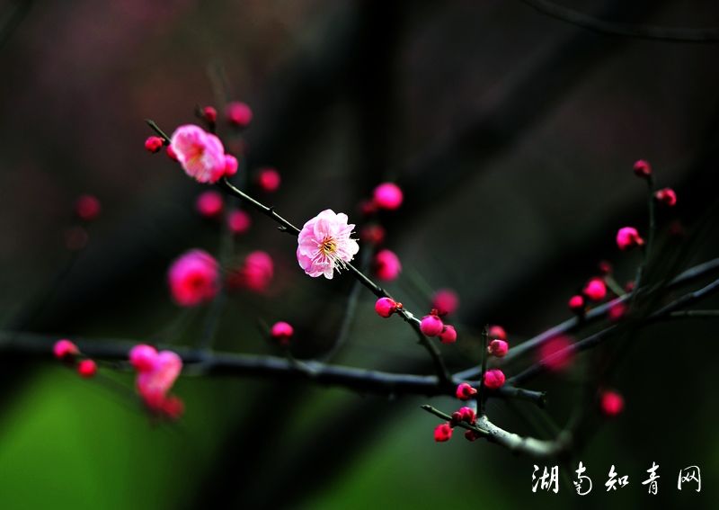 【柳岸】咏梅五首（古韵）