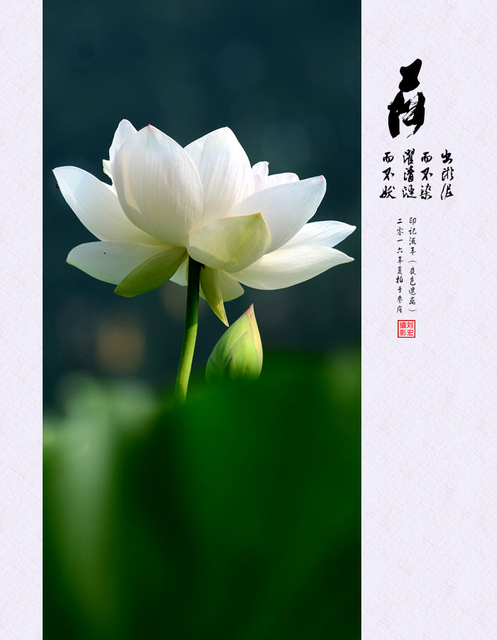 【柳岸】红尘客（外一首）