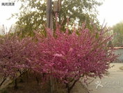 【荷塘 相约春天征文】风雨送春归 （散文）