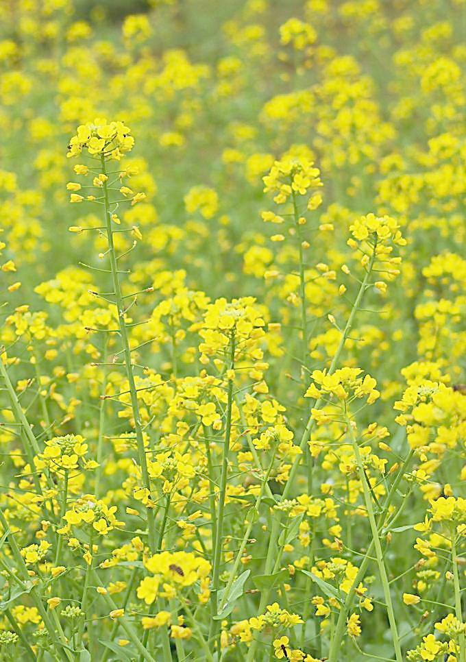 【江南风景】油菜花把春天吹来（诗歌）