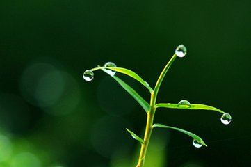 【晓荷·心愿】青箬笠，绿蓑衣，春风春雨不须归（征文·散文）