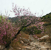 【荷塘】那一树桃花（散文）