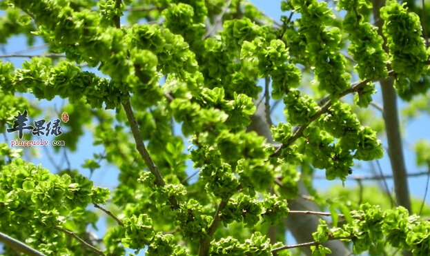 【晓荷】清明榆钱儿香(散文)