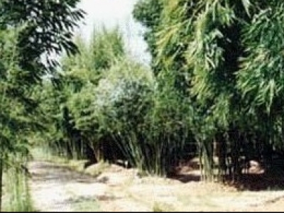 【晓荷】竹园兄弟姐妹（散文）