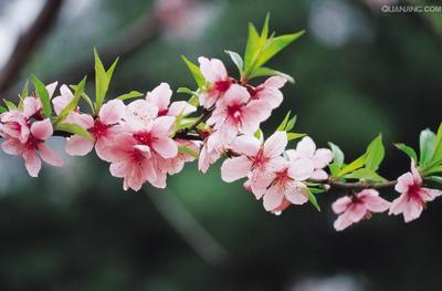 【四季】洗脚嫂和她的哥哥（小说）