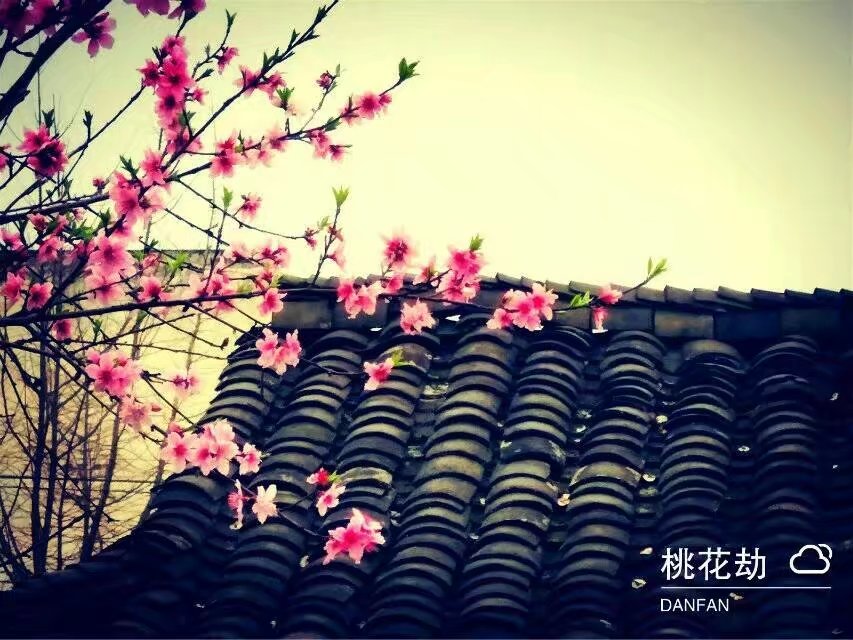 【渔舟】桃花为盟，许下归期（散文诗）