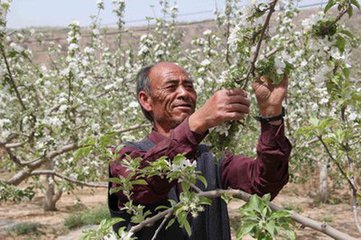 【荷塘“相约春天”征文】繁华飘落，一地荣华（散文）