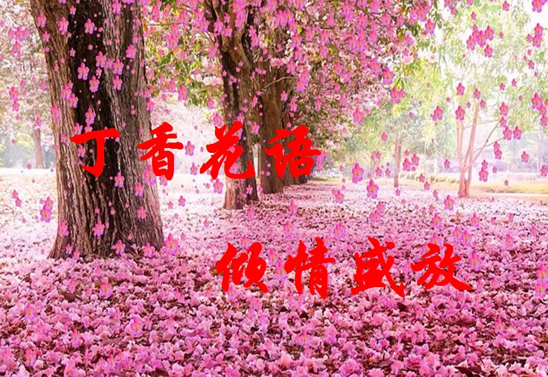 【丁香花语】立夏双燕归、一院丁香雪（散文）