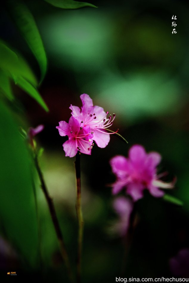 由杜鹃花到杜鹃鸟