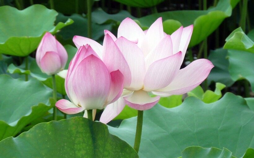 【百味•夏之情】静如荷花的母亲  （散文）