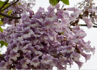 【晓荷】泡桐花开（随笔〕