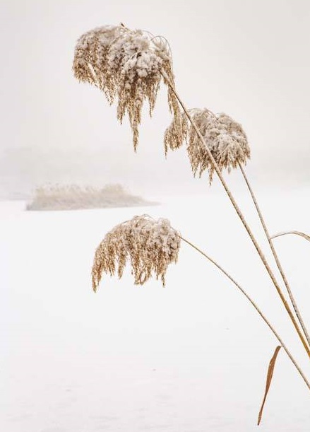 【江南痕迹】怀揣一朵雪花来到三月（组诗）
