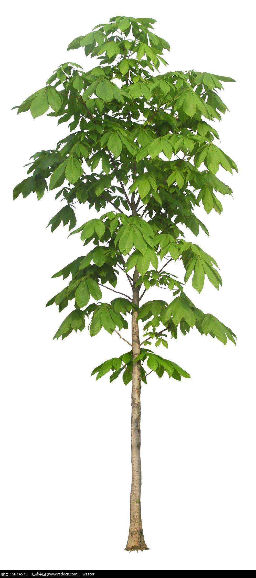 【丁香花语】惊天动地一棵树(非虚构小说)