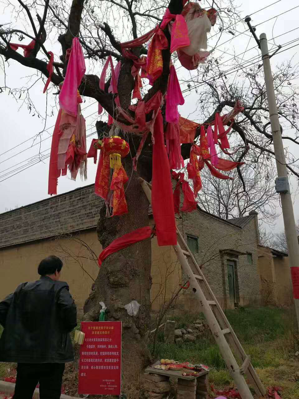 【丁香花语】古树（散文）
