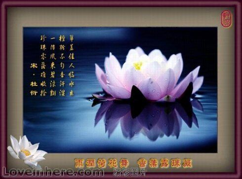【荷塘】喝火令五阙（古韵）