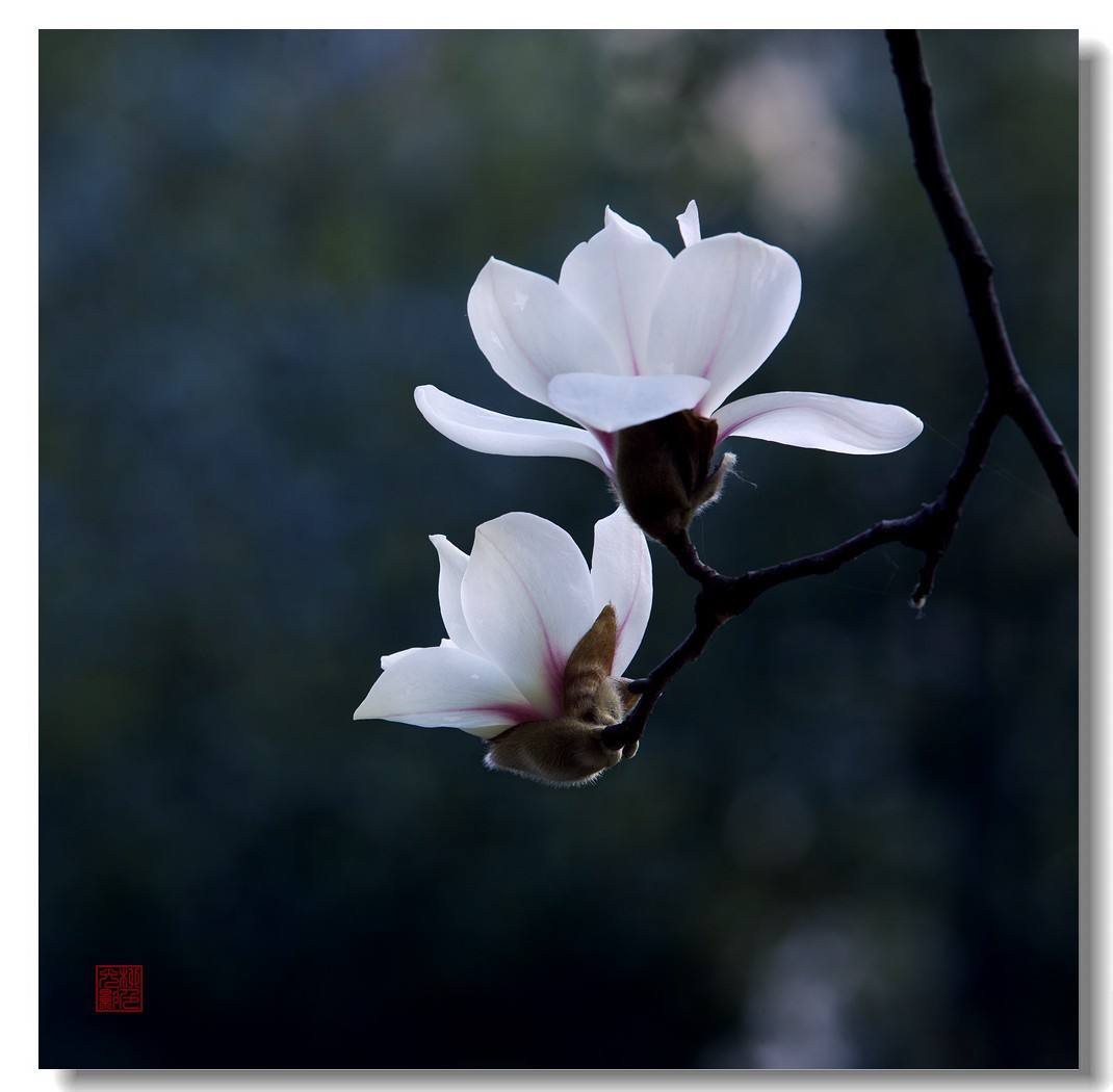 【晓荷·见闻】为你痴迷  为你醉（征文诗歌）