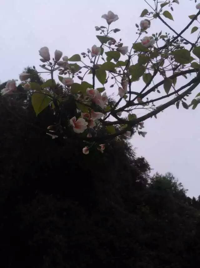 【荷塘】桐籽花开（散文）