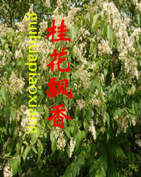 【风恋.在路上】桂花飘香（散文）