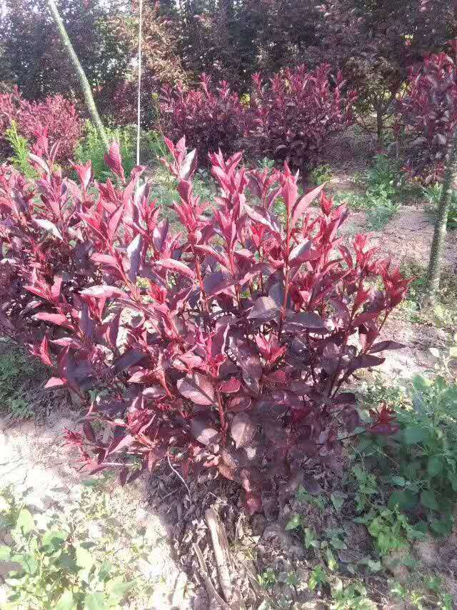 【丁香花语】三哥笑了（散文）