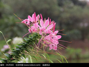 【檀香】花穗梦吹起（微型小说）