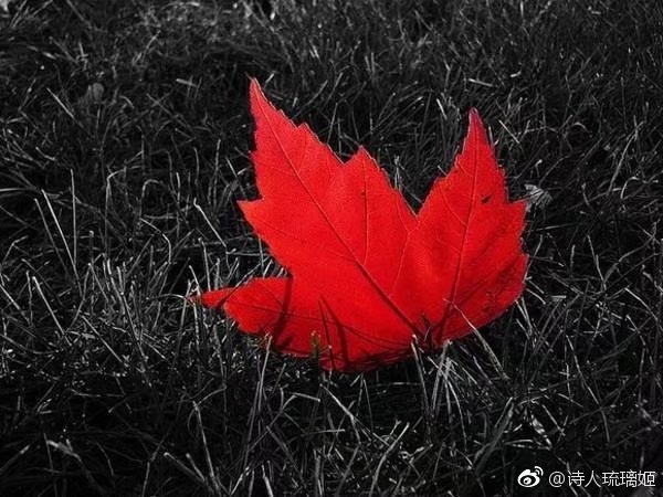 【晓荷 ·见闻】红与黑，大地沦陷（随笔）