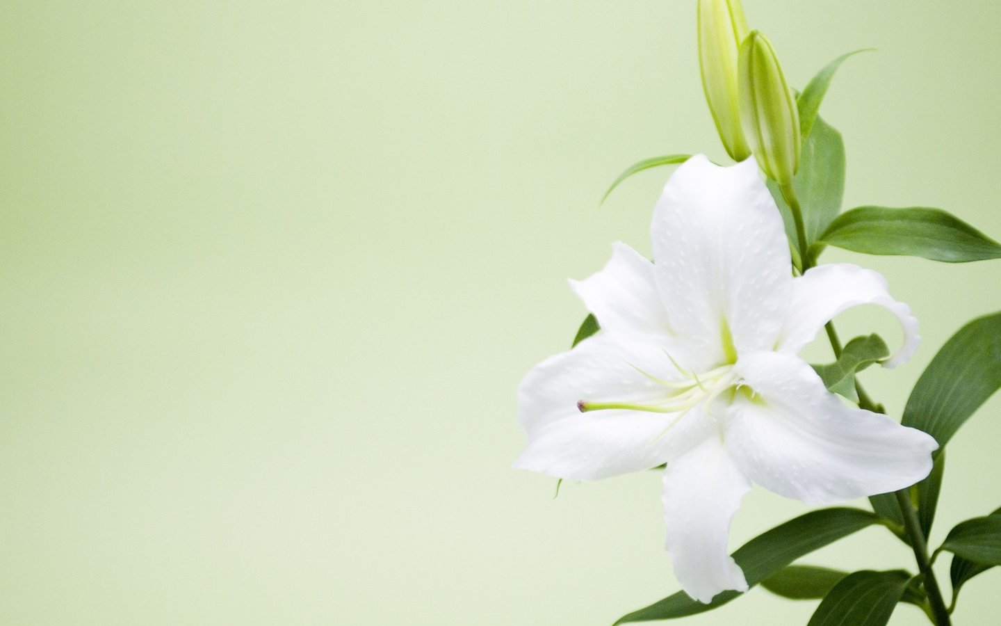 【丁香花语】野百合的春天说（小说）