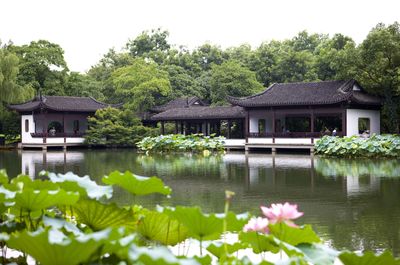 【晓荷.见闻】荷花丛中度春秋(征文.散文)