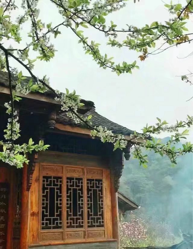 【晓荷·见闻】枝蔓庭院深（征文.诗歌）