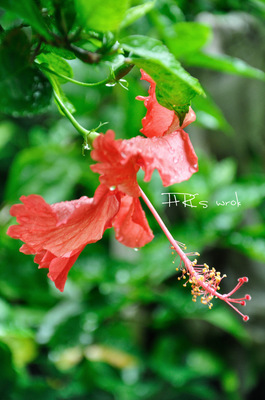 【荷塘“夏日风情”征文】夏雨清凉（散文）